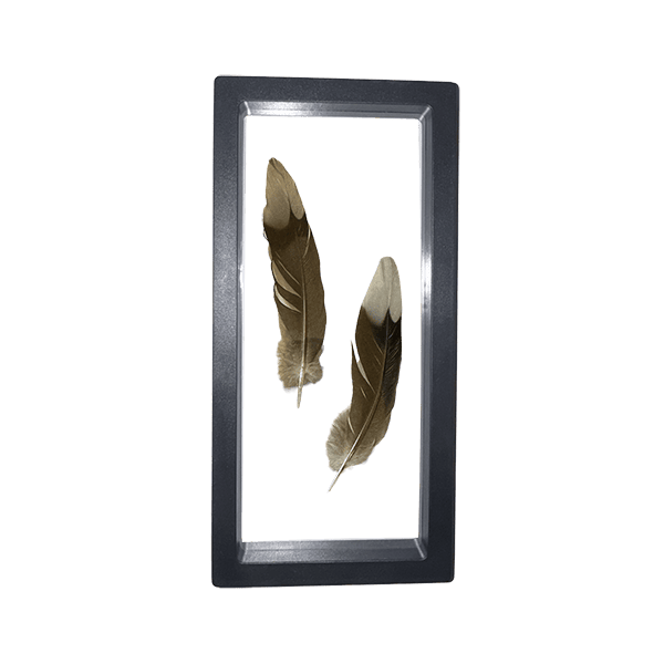 Feather Display Case - Image 2